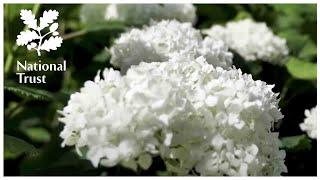 How to prune hydrangeas with the National Trust School of Gardening