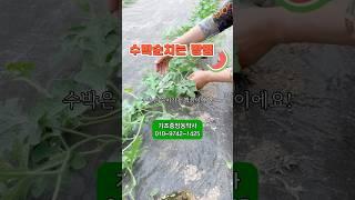수박순치기, 수박순치는방법 #농사 #농사노하우 #수박 #수박순치기 #수박농사 #farming  #garden  #shorts