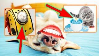 14 USEFUL PET ITEMS FROM ALIEXPRESS (2019) | ALIEXPRESS DOG CAT HAUL. CLOTHES. ACCESSORIES