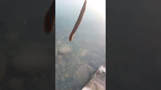 eel hunt at indus river #italian #eelfishing #trending #shots