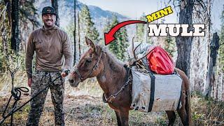 Backcountry Rifle Blacktail Deer Hunt with Miniature Mules | 4K FILM