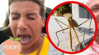 EW! Get It Off! Pranks and Funny Reactions to Bugs and Other Phobias