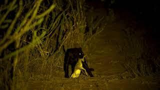 Léopard noir (mélanique) en chasse