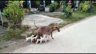 Hungry Pups Chase After Mum for Milk