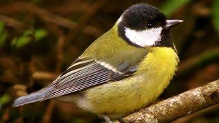 Great Tit - Birds Chirping and Singing