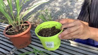 How to grow up Lemongrass by Sao Udon in Swiss