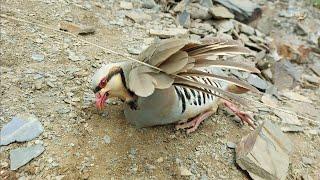 Шикори Бойка 2022 Баҳор Keklik avi tuzakla Охота на куропатка Partridge hunting شکار کبک Chukar avi