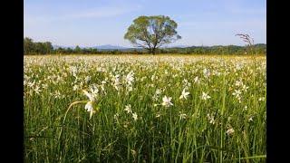 Rescue the Narcissi Valley - Ukraine