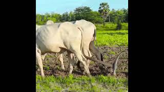 85 #video #5K #Short #4K #HD #किसान #हल #गाय #cow #wow #plow