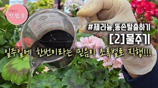 제라늄,똥손탈출[2]물주기 #제라늄초보물주기 #제라늄물주기