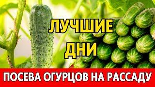 МАРТ, АПРЕЛЬ. Когда сеять огурцы на рассаду в 2024 году, чтобы получить хороший урожай