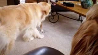 Lily the Golden Retriever with Champ and Scruffy, the Greagle