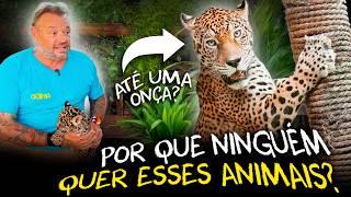 REFÚGIO DOS EXCLUÍDOS: RESGATANDO ANIMAIS QUE NINGUÉM QUER!