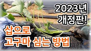 [고구마] 삽으로 고구마 심는 방법 (2023년 개정판!) / 심는 시기, 심는 방법, 모종 경화 – 소농 농사일기