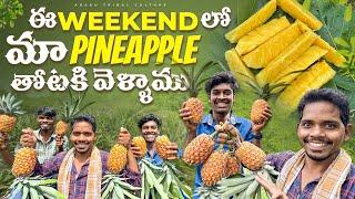 Pineapple plantation|| ఎన్ని పండిన కాయాలున్నాయో మీరే చూడండి || అనాస కాయలు 