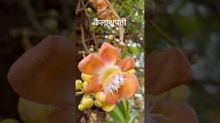 Kailashpati tree or the Canon ball tree  #kailashpati #canonball #tree