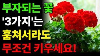 식물풍수 ㅣ 집안에 절대 두면 안 되는 꽃 화분 ㅣ 부잣집도 망하게 하는 식물 ㅣ 재물복 ㅣ 돈복 ㅣ 풍수 ㅣ 꽃 ㅣ 화분 ㅣ꽃화분 ㅣ 풍수지리 인테리어