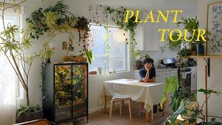 Relaxing Plant Tour | my entire houseplant collection