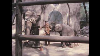 Milan (zoo) 1972 archive footage