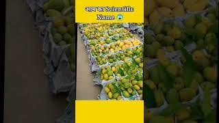 आम का Scientific Name - Scientific Name of Mango