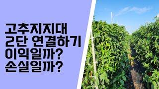고추지지대 연결해야 할까? 말아야할까? 손익 계산은?
