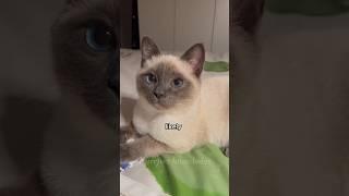 Why Cat’s Love Feels Special ️️ #CatFacts #CatAffection