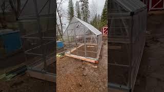 Costco caltopia Palram Greenhouse Build #diy #homestead #homesteading #greenhouse #garden #shorts