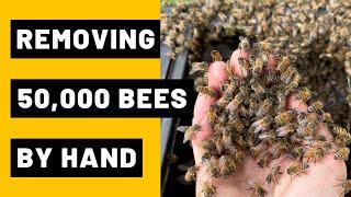 Removing 50,000 Bees from a Compost Bin by Hand