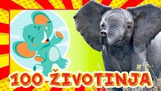 *Prvih 100 ŽIVOTINJA* | Učimo uz videozapise pravih životinja | Edukativni video za djecu