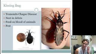 Hemiptera Heteroptera Intermediates and Seniors