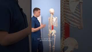 БОЛИТ ПОЯСНИЦА‼️ Что делать?  От чего болит и как помочь себе в домашних условиях?