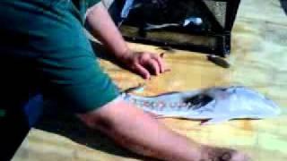LIVE Mud Minnow - Mullet Bait Trap by Ultimate Wade Fishing Caddy