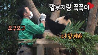 에버랜드 판다월드 ep52 "많이 먹고 쑥쑥 커야지" 아기판다 푸바오와 강철원 사육사의 꽁냥꽁냥 쭉쭉이 타임 Baby Panda Fu Bao