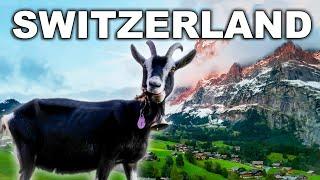 SHEPHERDING IN THE SWISS ALPS ️ | Traditional Shepherding in Switzerland Grazing TRANSHUMANCE