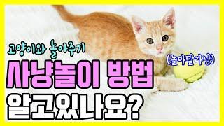 고양이와 놀아주기 Part 2. 고양이 사냥놀이 심화과정