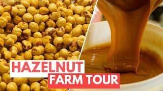 How a Hazelnut Family Farm in Italy Processes 160 Tons of Fresh Nuts Every Year | Claudia Romeo