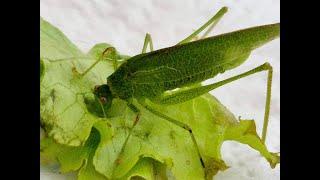 Bush cricket feeding on lettuce today