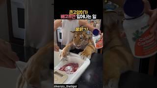 큰고양이가 배고프면 일어나는 일 #동물 #호랑이