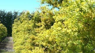 Podocarpus totara 'Aurea' - Native Golden Totara