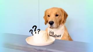 Dog Refuses to Participate in Gender Reveal