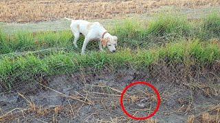 Latest Batair Hunting With Dog And Net | Part 2 | FATEH JANG TV