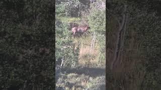 The bull we dubbed “tripod”. Check out his right side! #wildlife #vortexoptics #elk #hunting