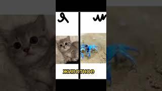 Ютуб немного обрезал‍️