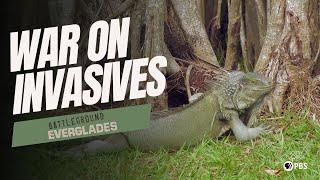 How Invasive Species Are Reshaping the Florida Everglades | Battleground Everglades