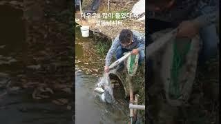 노지 역돔 하우스로 줄줄이 이동 뭐니 뭐니 해도 따뜻한 아랫목이 최고야  ''설동낚시터''