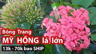 Bông trang MỸ HỒNG một cốt cây lớn - giá rẻ bao ship. Ms Ngân 0386569374