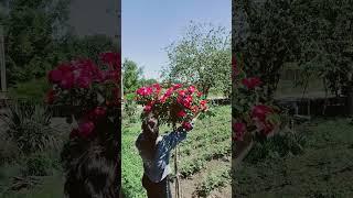 штамбовые розы питомник саженцы