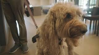 Tour of MedVet Chicago