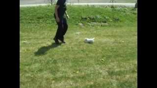 Bruiser, the male Westie, showing off his fast running skills like a professional!