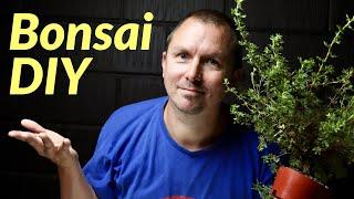 2 (Easy) Techniques to Create Bonsai for Beginners: How to Make Bonsai from Nursery Potentilla: